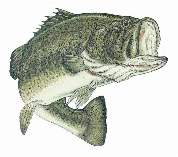 Bass Fish Mouth