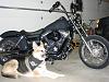 Dog Owners...Lets see your Dyna and your dog-82378-panic_fan-albums-5243-finally-picture32025-img-2937.jpg