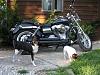 Dog Owners...Lets see your Dyna and your dog-buckroxiedyna.jpg