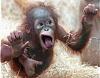 Ape Reunion!-baby-monkey.jpg