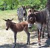 I found my noise-zonkey.jpg