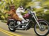 Werewolves on Wheels!!-biker_dogs.jpg