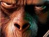 Apes Measurement-mad-ape.jpg