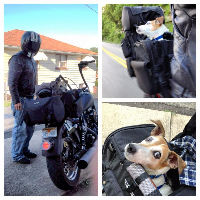 Anyone Ride with a Dog? - Page 4 - Harley Davidson Forums