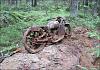 Abandoned &amp; Neglected Motorcycles Rotting Away...-image-682307442.jpg