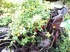 Abandoned &amp; Neglected Motorcycles Rotting Away...-image-4030984872.jpg