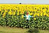 Which route is better to Sturgis, Wisconsin or Iowa?-sunflowers.jpg