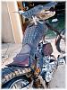 Gator Harley....-att00023222.jpg