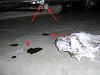 Oil Leak-oil-leak-2.jpg