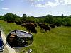 Last weekend's encounter in Yellowstone-08-16-09_1112.jpg