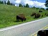 Last weekend's encounter in Yellowstone-08-16-09_1114.jpg