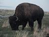 How do the Bison in Yellowstone act toward us on bikes?-4-12-11-100.jpg