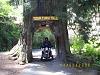 Summer Ride-redwoods.jpg