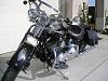 Calling all Springers!-harley-2010-003.jpg