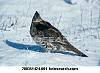 If you were an animal, what would you be?-ruffed-grouse-standing_-200351424-001.jpg