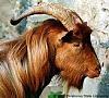 TOAK-The Thread of All Knowledge-PeckerWoods IMC.-redhead-goat.jpg