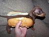 TOAK- Thread Of All Knowledge- Part IV-hot-dog.jpg