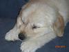 New Puppy in the House-3-29-2010-64-.jpg