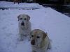 New Puppy in the House-flanagan-and-nellie-winter-09.jpg