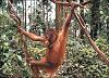 Apes For My Bagger-orangutan-picture.jpg