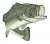 Fish Mouth exhaust tips????-largemouth_bass-600.jpg