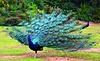 DUH HD parts guy-peacock-strut-wb.jpg