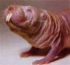 Mole Rat's Avatar