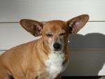 big ears's Avatar