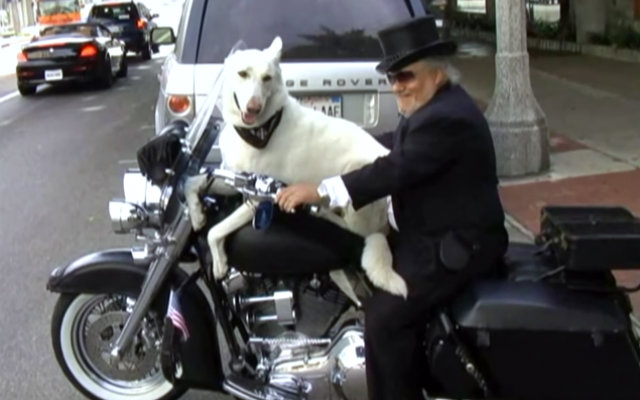 BIKER BEASTS This Dog Loves Riding a Harley - Harley 