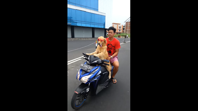 Dog Scooter 1