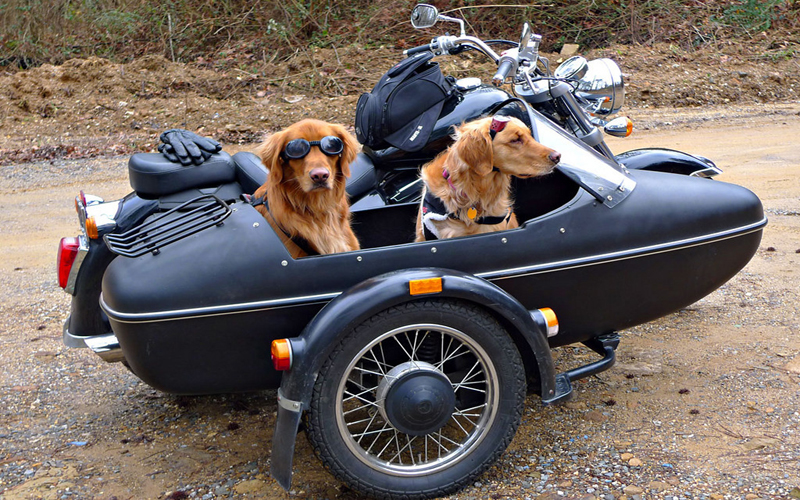Wild Sidecars We Found On the Roads - Harley Davidson Forums